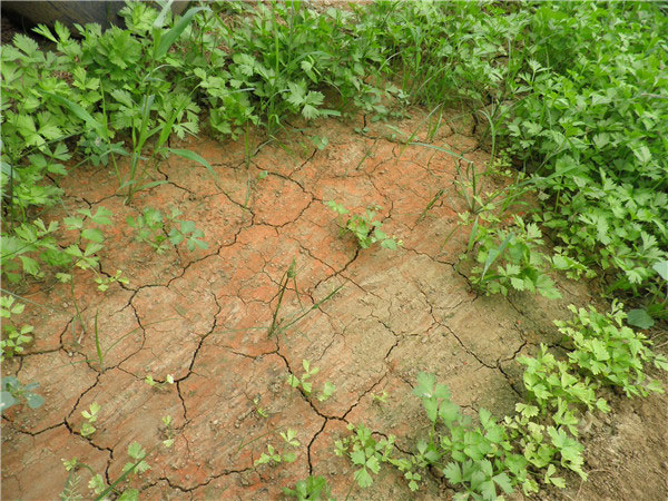 土壤養(yǎng)分速測(cè)儀為農(nóng)民朋友解決煩惱