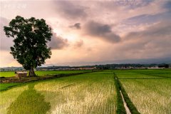 土壤墑情速測儀的使用效果怎么樣?