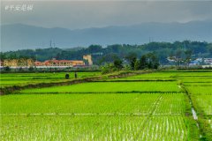 土壤水分速測儀調節土壤水分的方法？