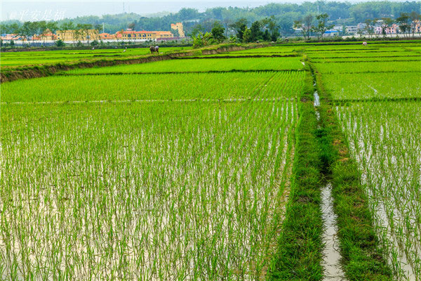 土壤水分速測儀和土壤水分傳感器的介紹 土壤水分速測儀和土壤水分傳感器的介紹