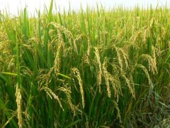 土壤墑情監測系統是如何運行的？