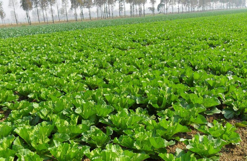 土壤墑情監(jiān)測需要怎么取樣? 土壤墑情監(jiān)測需要怎么取樣?