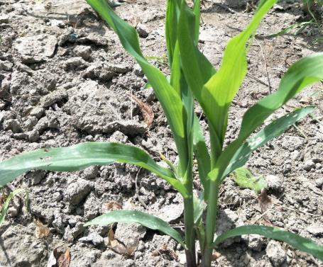 土壤墑情如何實(shí)現(xiàn)自動(dòng)監(jiān)測(cè)? 土壤墑情如何實(shí)現(xiàn)自動(dòng)監(jiān)測(cè)?