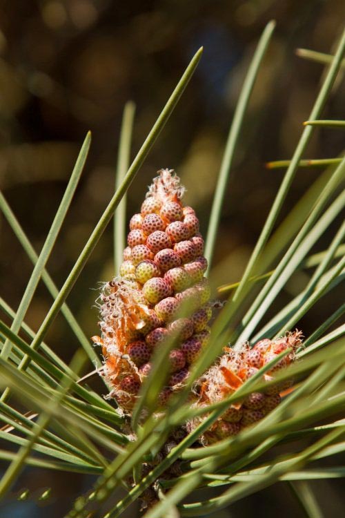 土壤水分實時監測設備是如何在菠蘿園發揮作用的? 土壤水分實時監測設備是如何在菠蘿園發揮作用的?
